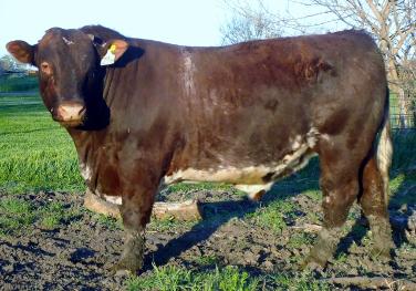 Muridale President 29B