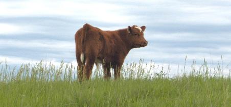 Vaith Cattle